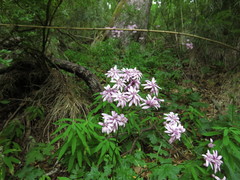Calorezia prenanthoides