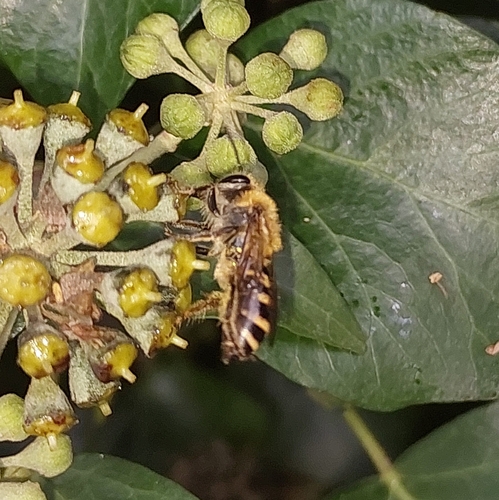 Ivy Cellophane Bee