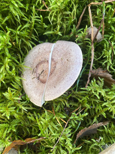 tacked milkcap