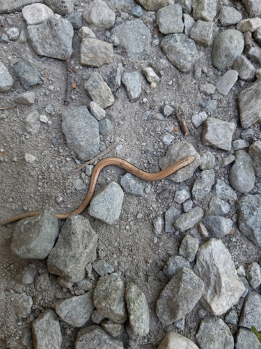 Italian Slowworm