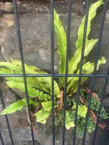 Hart's-tongue fern
