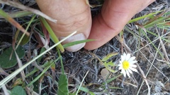 Chaetopappa asteroides