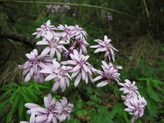 Calorezia prenanthoides