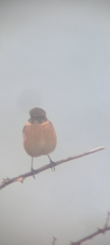 European Stonechat