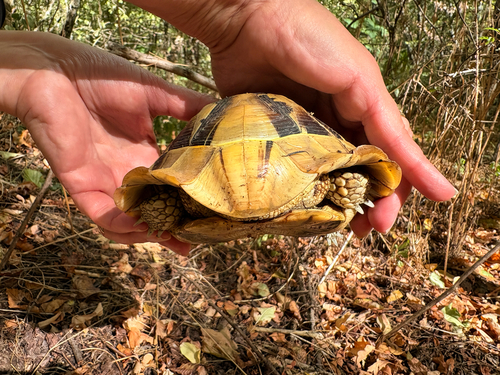 Hermann's Tortoise