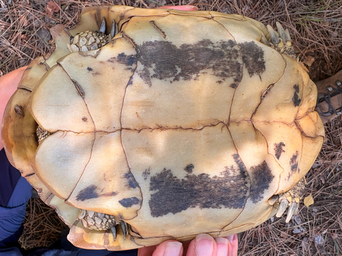 Hermann's Tortoise