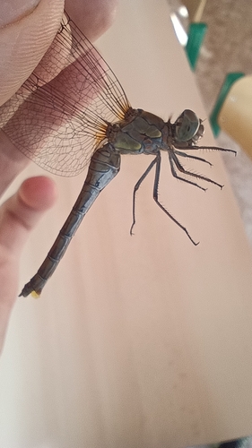 Common Darter