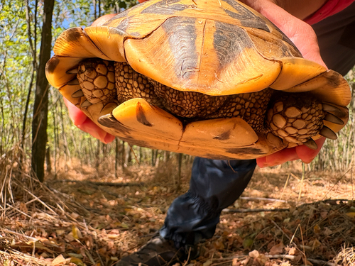 Hermann's Tortoise