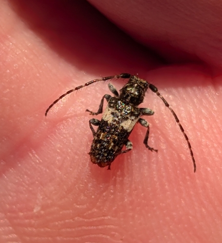 Pogonocherus fasciculatus
