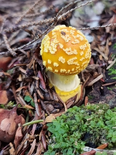 Frost's Amanita