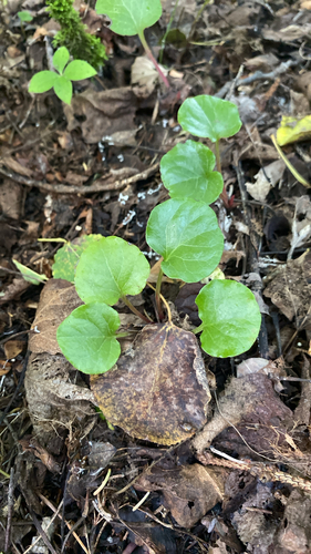 bog wintergreen