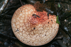 Echinoderma hemisclerum