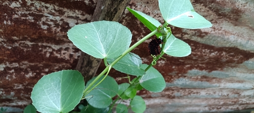 Cissus discolor observed 2026-09-14