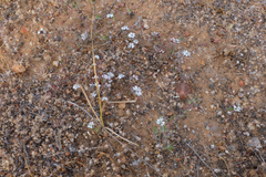 Calycadenia villosa