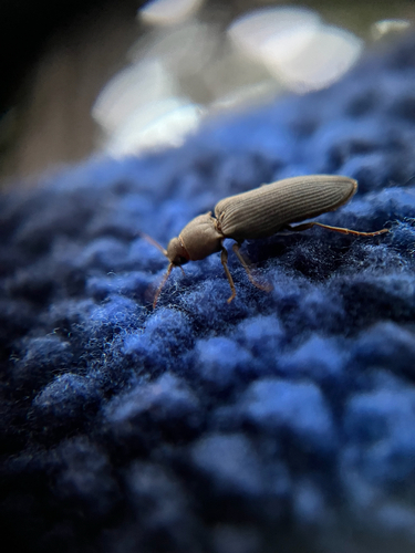iNaturalist observation photo of Click, Firefly, and Soldier Beetles