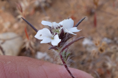 Calycadenia villosa