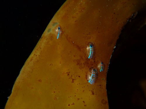 Blue-rayed Limpet
