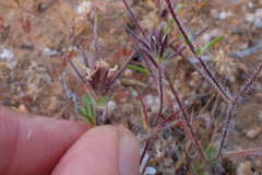 Calycadenia villosa