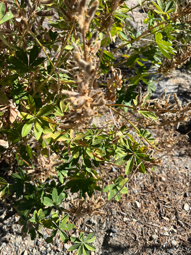 iNaturalist observation photo of Broadleaf Lupine