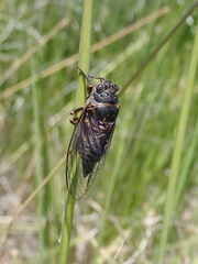 Okanagana occidentalis