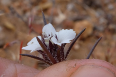 Calycadenia villosa