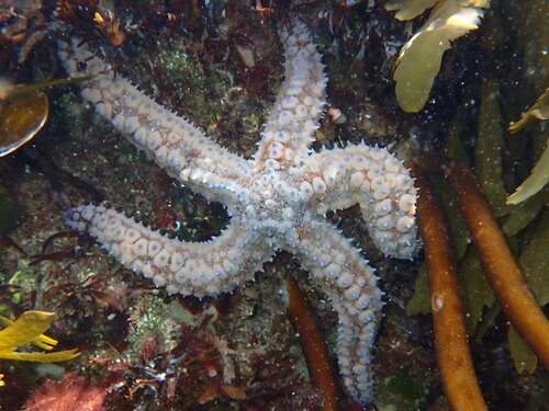 Spiny Starfish