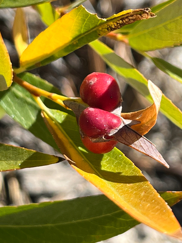 iNaturalist observation photo of Willow Apple Gall Sawfly
