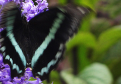 Papilio nireus