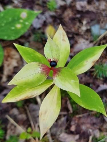 Cucumber Root
