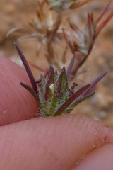 Calycadenia villosa