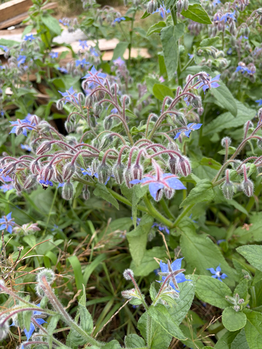 Borage