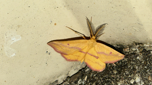 Chickweed Geometer Moth