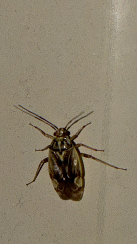 North American Tarnished Plant Bug
