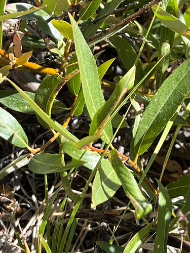 iNaturalist observation photo of Lemmon's willow