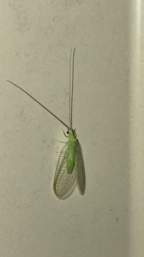 Stripe-horned Green Lacewing