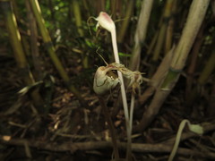 Arachnitis uniflora