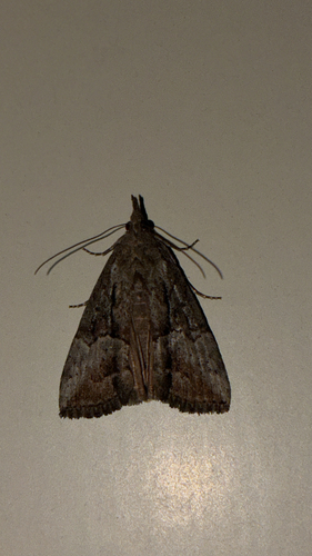 Green Cloverworm Moth