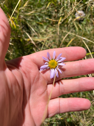 iNaturalist observation photo of Tundra Aster