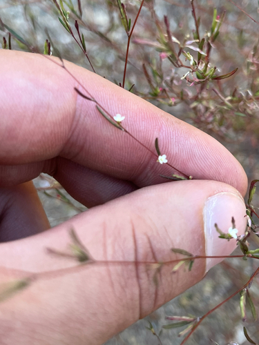 iNaturalist observation photo of Diffuse Groundsmoke