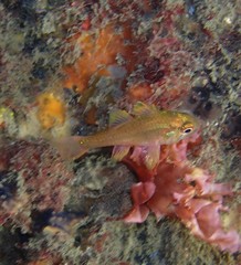 Vincentia novaehollandiae