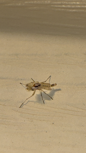 Coelotanypus concinnus