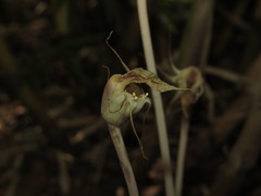 Arachnitis uniflora