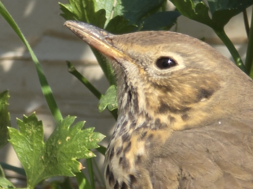 Song Thrush