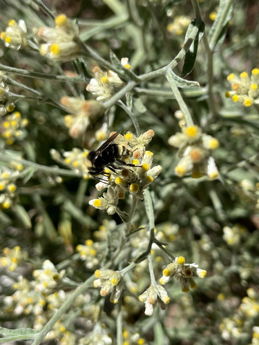 iNaturalist observation photo of Bumble Bees