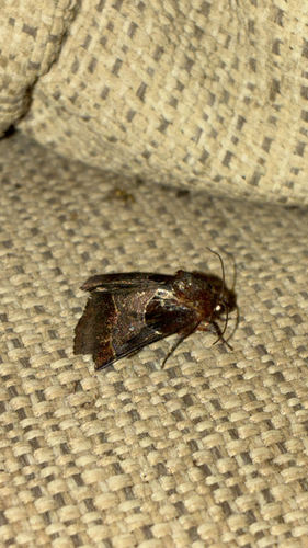 Arcigera Flower Moth