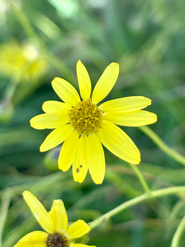 Narrow-leaved Ragwort