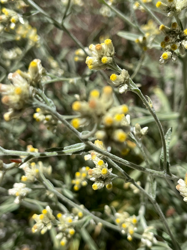 iNaturalist observation photo of Northwestern rabbit-tobacco
