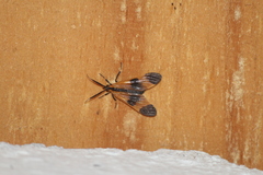 Dycladia vitrina