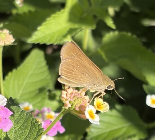 Pale Small-branded Swift