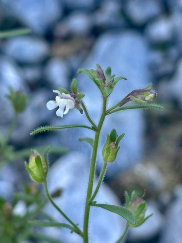 dwarf snapdragon